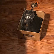 Nemo is registered to the contest to win money with this photo: cat, cat_face, cardboard_box, hardwood_floor, wooden_dresser, plush_toy, shadow, floorboards, pet, indoor, looking_up, eyes, whiskers, cozy, sitting, barcode, furniture, wood_grain, front_paw, packaging_label