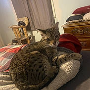 Nitro is registered to the contest to win money with this photo: cat, tabby_cat, pet, indoor, bed, blanket, pillow, nightstand, dresser, curtains, cat_tree, lounging, whiskers, feline, fur, domestic_animal, sleepy, spotted_pattern, paw, cozy