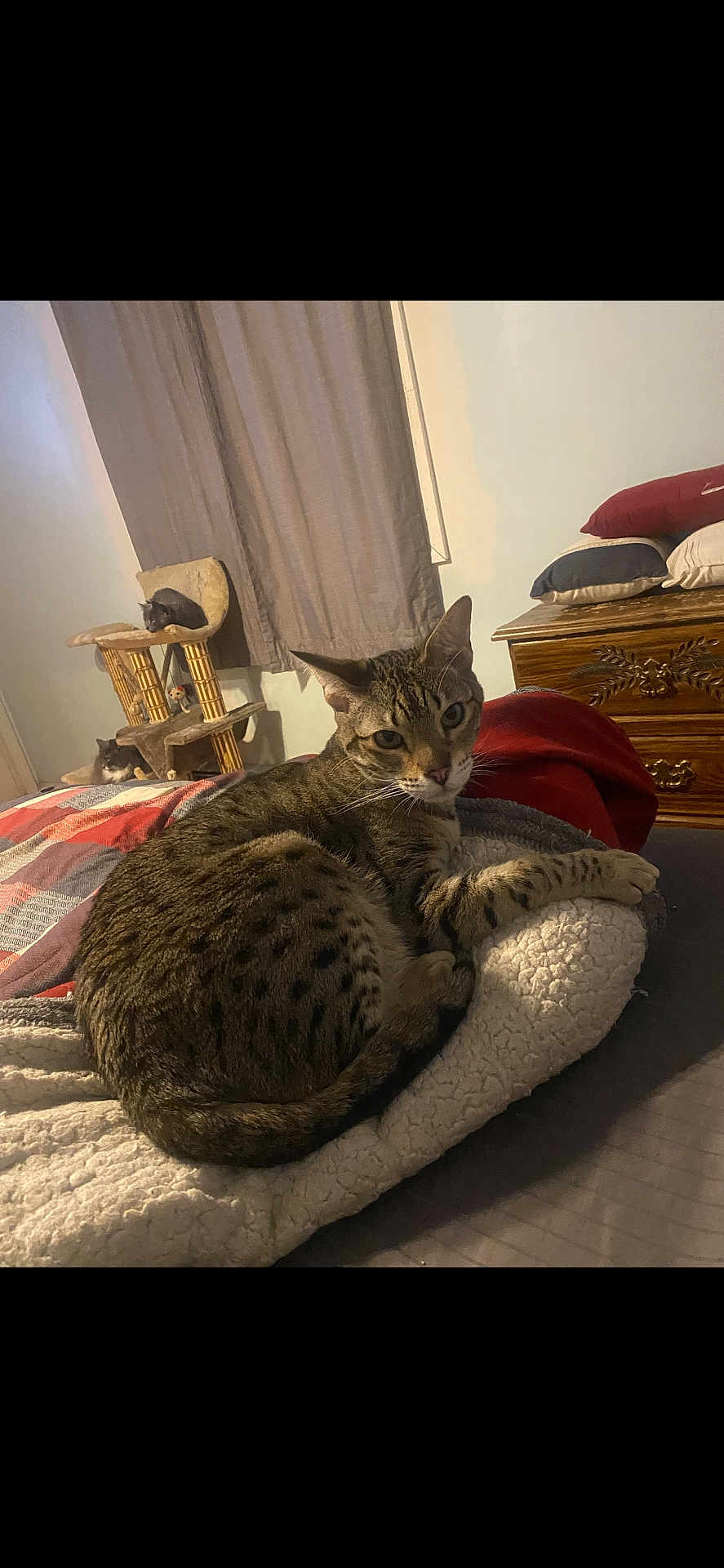 Nitro is registered to the contest to win money with this photo: cat, tabby_cat, pet, indoor, bed, blanket, pillow, nightstand, dresser, curtains, cat_tree, lounging, whiskers, feline, fur, domestic_animal, sleepy, spotted_pattern, paw, cozy