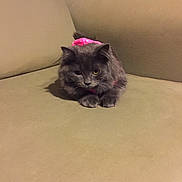 Nala is registered to the contest to win money with this photo: accessory, animal, calm, cat, couch, cozy, domestic, feline, fur, gray_cat, home_interior, indoor, paws, pet, pink_bow, plush, portrait, sitting, sofa, whiskers