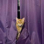 Jay joined the competition — help win amazing prizes! animal, cat, curious, curtain, domestic_cat, fabric, face, funny_expression, fur, home, indoor, mischievous, one_animal, orange_cat, peek, pet, purple_curtain, texture, whiskers, window