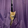animal, cat, curious, curtain, domestic_cat, fabric, face, funny_expression, fur, home, indoor, mischievous, one_animal, orange_cat, peek, pet, purple_curtain, texture, whiskers, window