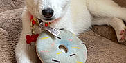 Aska a rejoint le concours — aidez-le/la à gagner de superbes lots ! dog, puppy, siberian_husky, blue_eyes, toy, donut_toy, bed, blanket, collar, id_tag, paws, indoor, fur, nose, ears, cute, portrait, pet, playful, resting