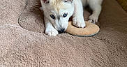 Aska a rejoint le concours — aidez-le/la à gagner de superbes lots ! blue_eyes, close_up, cozy, cute, dog, domestic_pet, floor, fur, indoor, looking_up, nose, paws, pet_bed, portrait, puppy, resting, siberian_husky, toy, white_fur, young