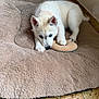 Aska a rejoint le concours — aidez-le/la à gagner de superbes lots ! puppy, dog, siberian_husky, blue_eyes, pet_bed, toy, indoor, fur, white_fur, cute, young, looking_up, paws, nose, cozy, floor, portrait, close_up, resting, domestic_pet