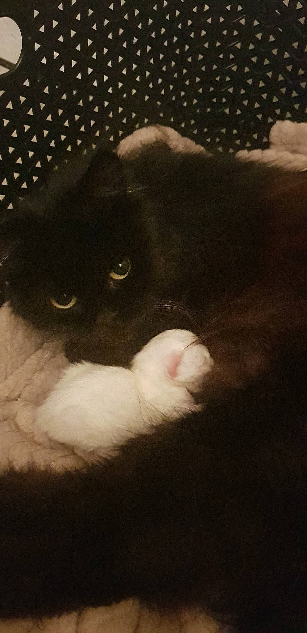 Kahla a rejoint le concours — aidez-le/la à gagner de superbes lots ! black, black_and_white, black_cat, carnivore, cat, eye, felidae, fur, kitten, night, norwegian_forest_cat, persian, small_to_medium_sized_cats, snout, tail, whiskers