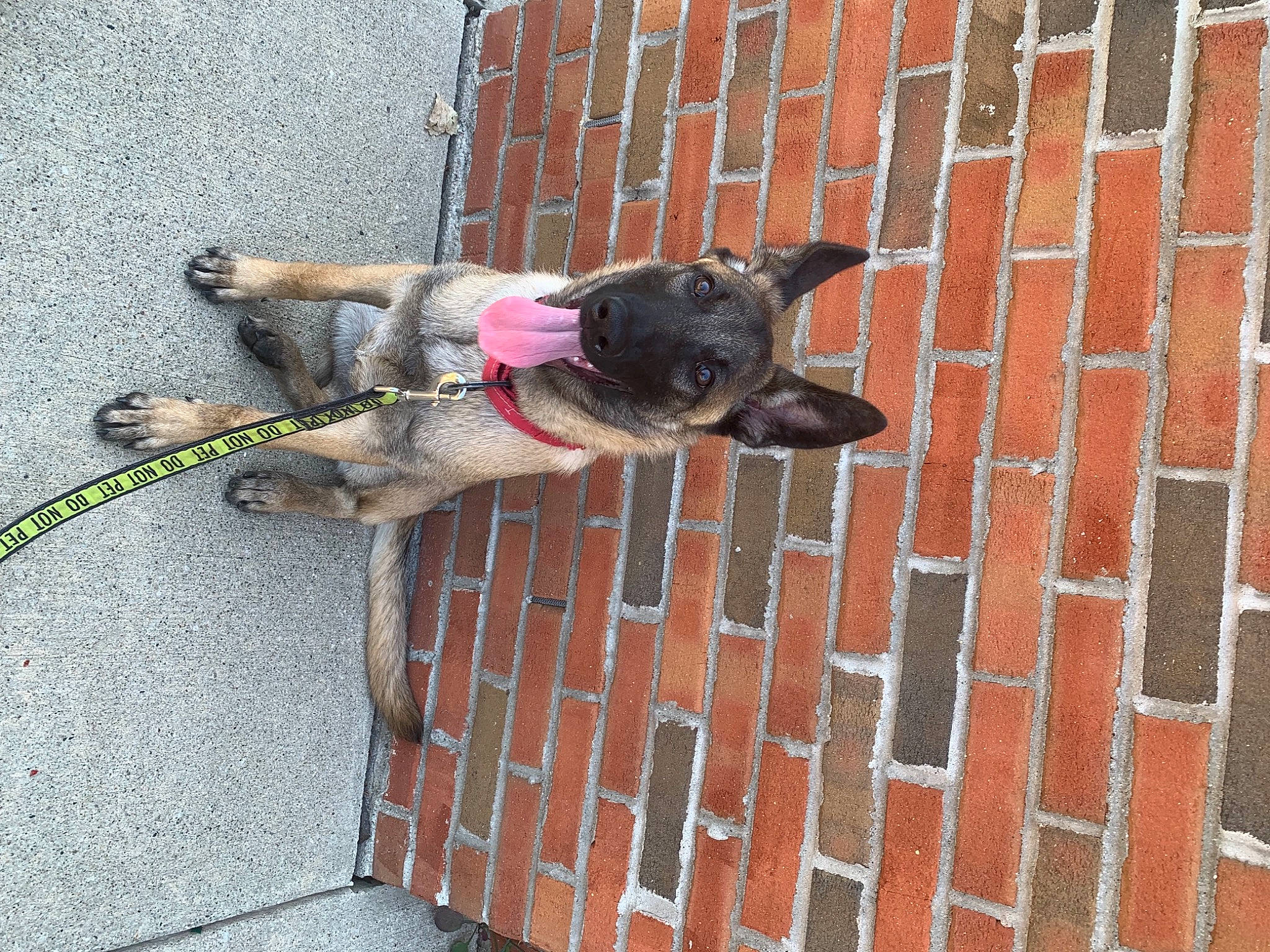 Salmon is registered to the contest to win money with this photo: brick, brickwork, canidae, carnivore, collar, companion_dog, dog, dog_breed, dog_collar, dog_supply, fashion_accessory, fawn, leash, pet_supply, road_surface, snout, sporting_group, tail, window, working_animal