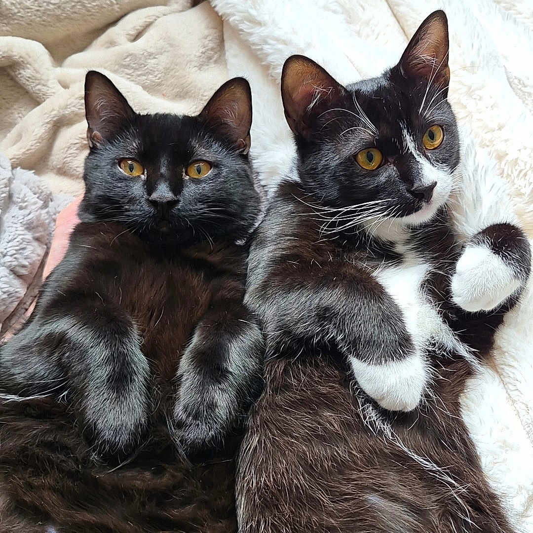 Atlas Et Arès participe au concours pour gagner de l'argent avec cette photo : cat, cats, feline, pets, animal, lying_down, relaxed, cozy, fur, whiskers, yellow_eyes, black_fur, white_fur, blanket, soft, indoor, cute, pair, resting, companion
