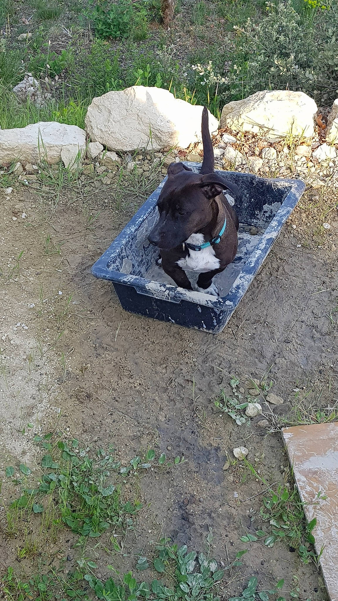Lucky participe au concours pour gagner de l'argent avec cette photo : grass, rock, soil, tree