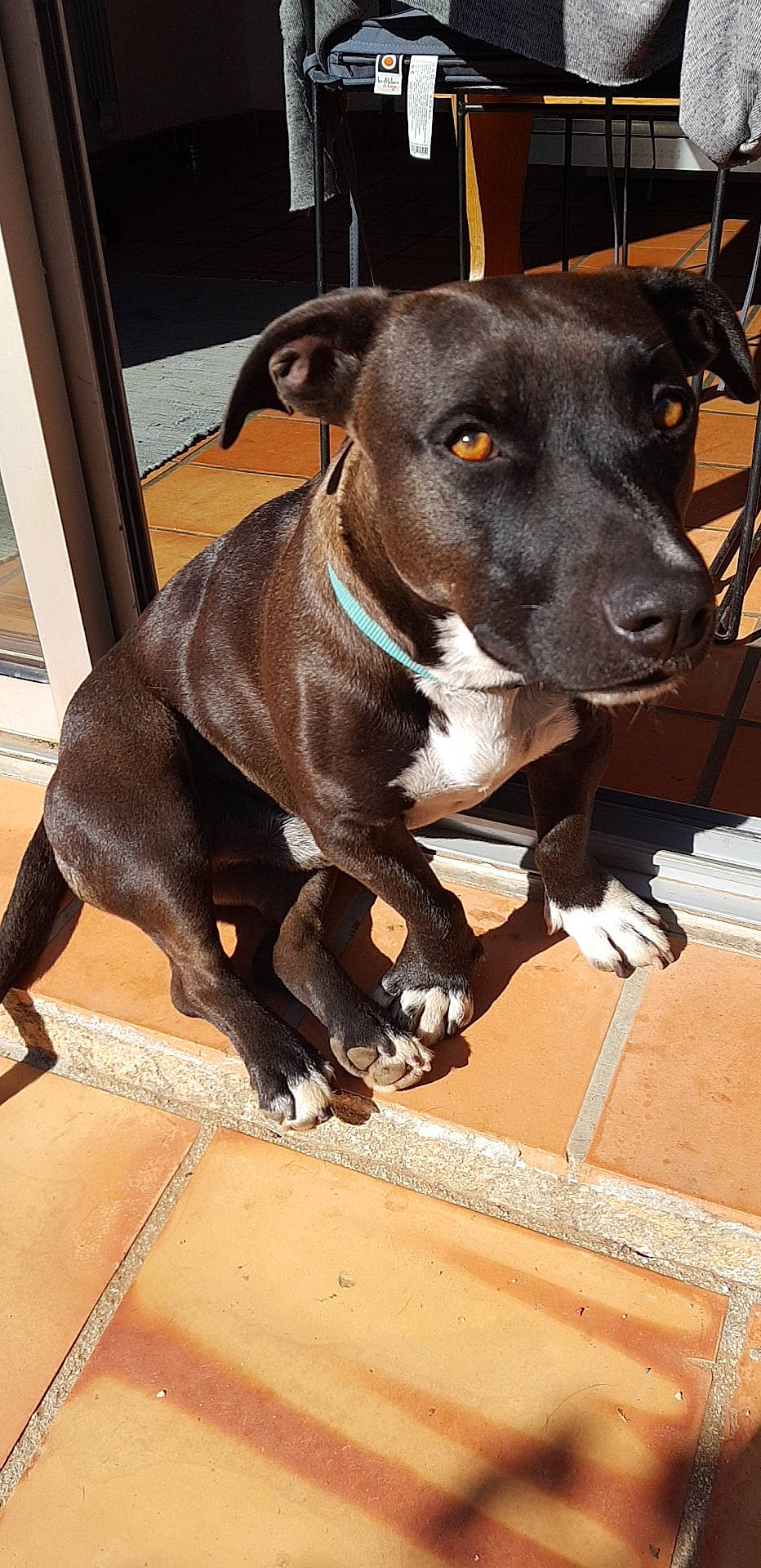 Lucky participe au concours pour gagner de l'argent avec cette photo : american_pit_bull_terrier, american_staffordshire_terrier, canidae, carnivore, dog, dog_breed, fawn, mammal, non_sporting_group, patterdale_terrier, pit_bull, rare_breed_dog, snout, sporting_group, terrier, vertebrate, whiskers