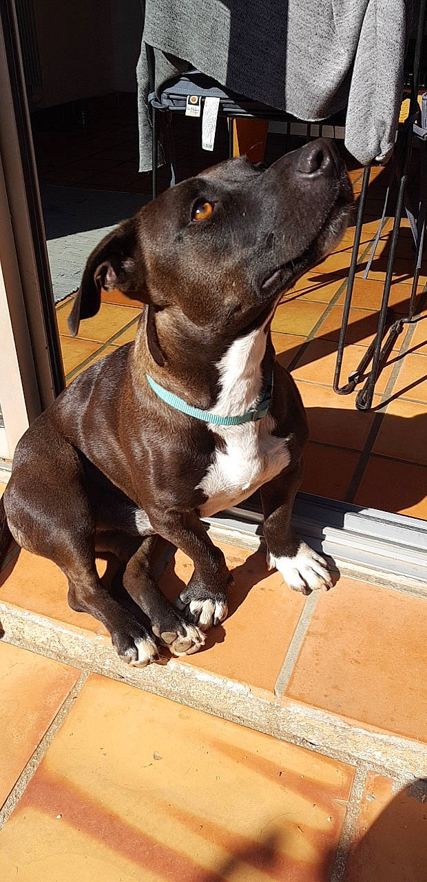 Lucky participe au concours pour gagner de l'argent avec cette photo : american_pit_bull_terrier, canidae, carnivore, dog, dog_breed, ear, fawn, hunting_dog, mammal, non_sporting_group, pit_bull, pointer, puppy, rare_breed_dog, snout, sporting_group, vertebrate