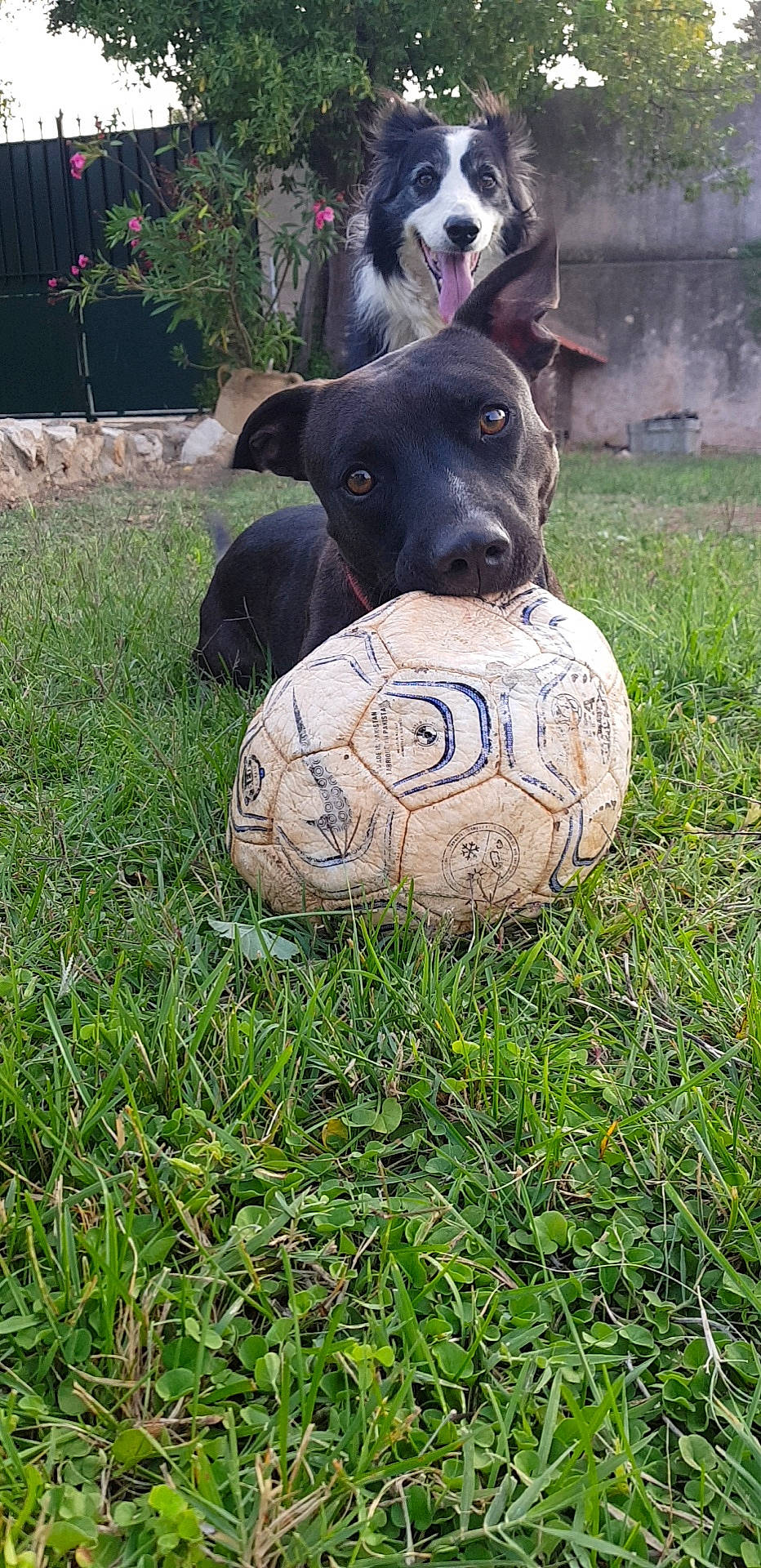 Lucky participe au concours pour gagner de l'argent avec cette photo : ball, canidae, carnivore, dog, dog_breed, grass, plant, rare_breed_dog, snout, sporting_group
