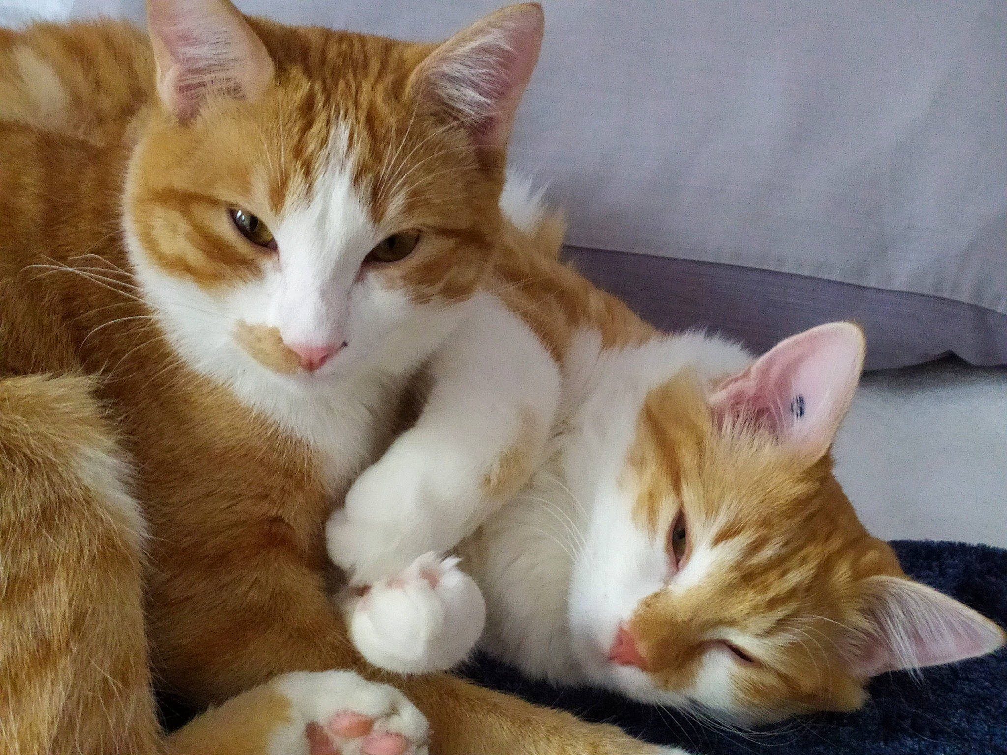 Lilou Et Cléo participe au concours pour gagner de l'argent avec cette photo : carnivore, cat, claw, comfort, domestic_short_haired_cat, fawn, felidae, foot, fur, paw, small_to_medium_sized_cats, snout, tail, whiskers