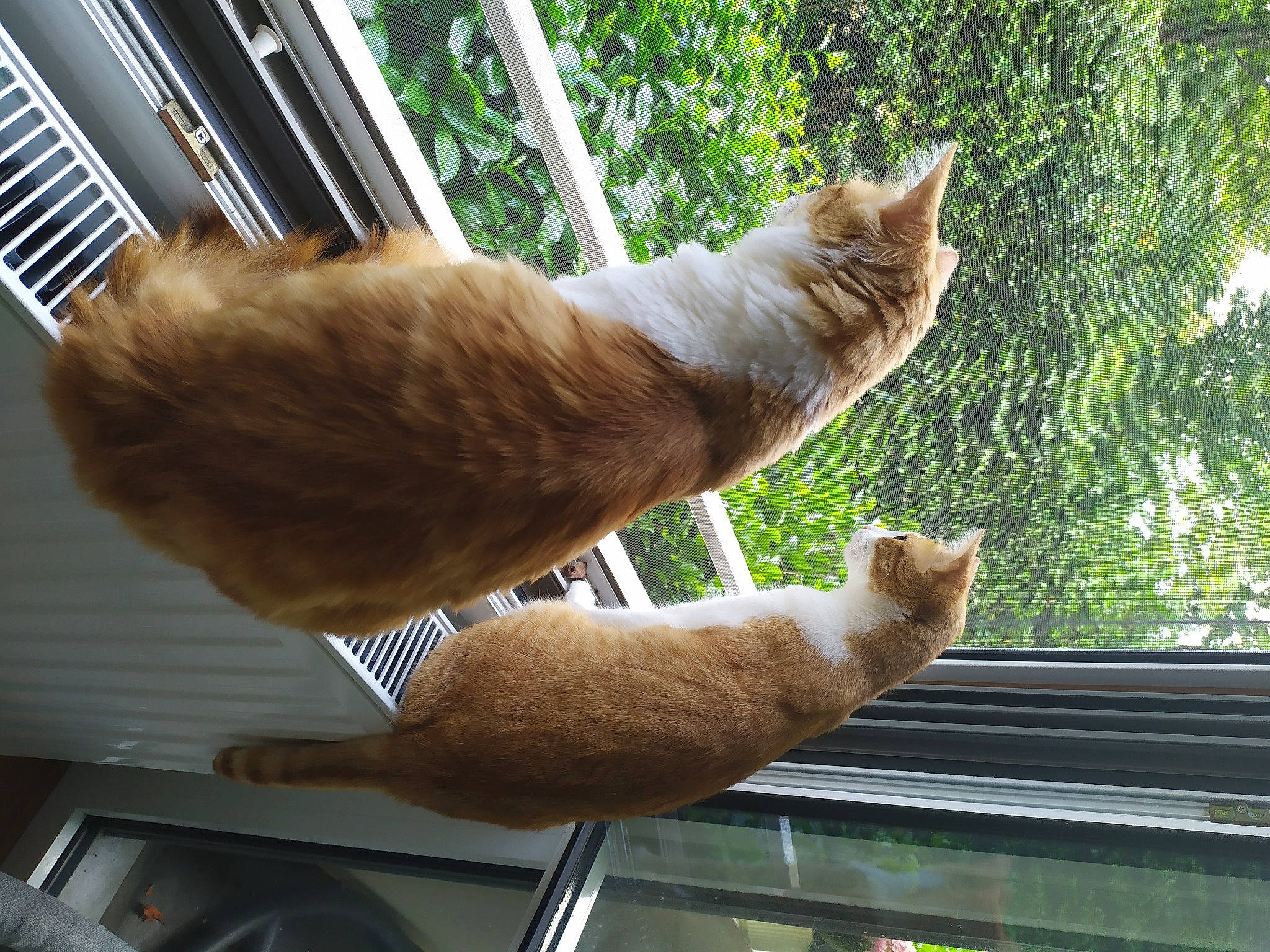 Lilou Et Cléo a rejoint le concours — aidez-le/la à gagner de superbes lots ! carnivore, cat, cat_supply, comfort, domestic_short_haired_cat, fawn, felidae, fur, human_leg, mammal, paw, plant, small_to_medium_sized_cats, tail, tree, trunk, vertebrate, whiskers, window, wood