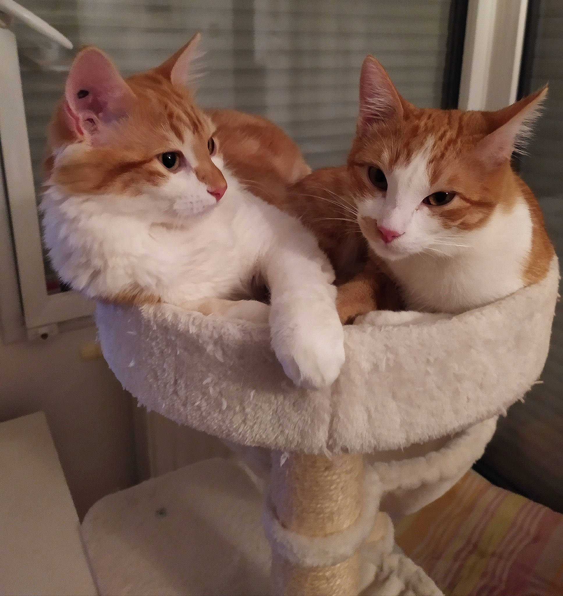 Lilou Et Cléo participe au concours pour gagner de l'argent avec cette photo : box, cardboard, carnivore, cat, cat_furniture, cat_supply, comfort, domestic_short_haired_cat, eye, fawn, felidae, fur, paw, pet_supply, sitting, small_to_medium_sized_cats, tail, vertebrate, whiskers, wood