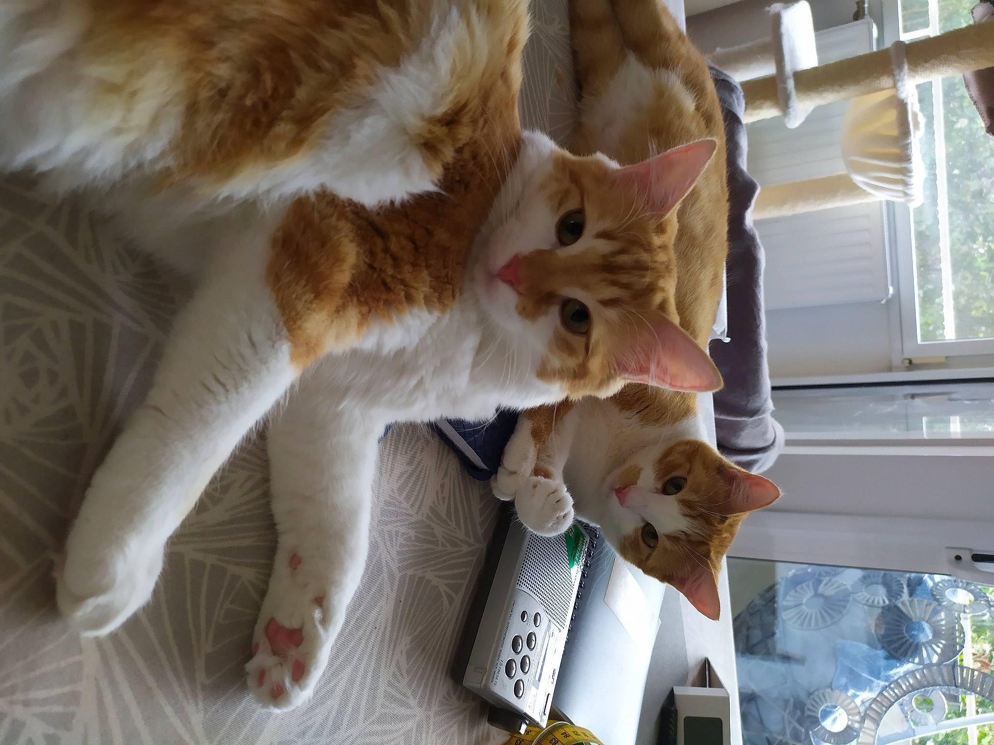 Lilou Et Cléo a rejoint le concours — aidez-le/la à gagner de superbes lots ! canidae, carnivore, cat, claw, companion_dog, domestic_short_haired_cat, fawn, felidae, fur, paw, plant, small_to_medium_sized_cats, snout, tail, tree, whiskers, wood