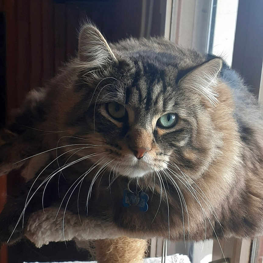 Lolito participe au concours pour gagner de l'argent avec cette photo : abyssinian, angora, animal, brasssection, cat, closet, cupboard, door, furniture, hardwood, homedecor, horn, kitten, manx, musicalinstrument, pet, plywood, text, window, wood