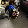 dog, french_bulldog, goggles, harness, indoor, floor, carpet, living_room, furniture, wooden_floor, pet, animal, cute, accessory, brown, black, ears, standing, household, cozy