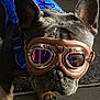 dog, french_bulldog, goggles, pet, indoor, brown, blue_harness, animal, canine, close_up, portrait, face, ears, leather, floor, paws, accessory, reflection, cute, pet_fashion