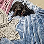 Bruce joined the competition — help win amazing prizes! dog, black_dog, blanket, blue_blanket, bed, clothing, grey_shirt, purple_towel, indoor, pet, curled_up, fur, small_dog, relaxed, looking_up, cozy, fur_texture, fabric, soft, resting