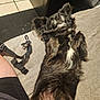 dog, black_dog, pet, lying_down, couch, furniture, indoor, floor, tile_floor, leash, harness, fur, small_dog, relaxed, cute, paw, person, shorts, resting, companion