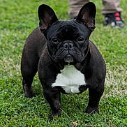 Gigi joined the competition — help win amazing prizes! animal, black_and_white, blurred_background, canine, child, close_up, companion, cute, dog, ears, french_bulldog, fur, grass, greenery, legs, nature, outdoor, pet, portrait, standing