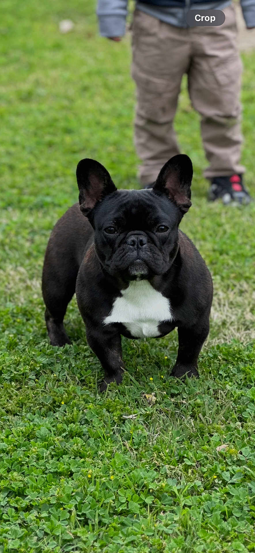 Gigi