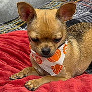 Little Bit is registered to the contest to win money with this photo: dog, small_dog, bandana, orange_pattern, red_blanket, resting, indoor, pet, fur, animal, canine, cute, cozy, relaxed, ears, snout, paw, whiskers, companion, domestic