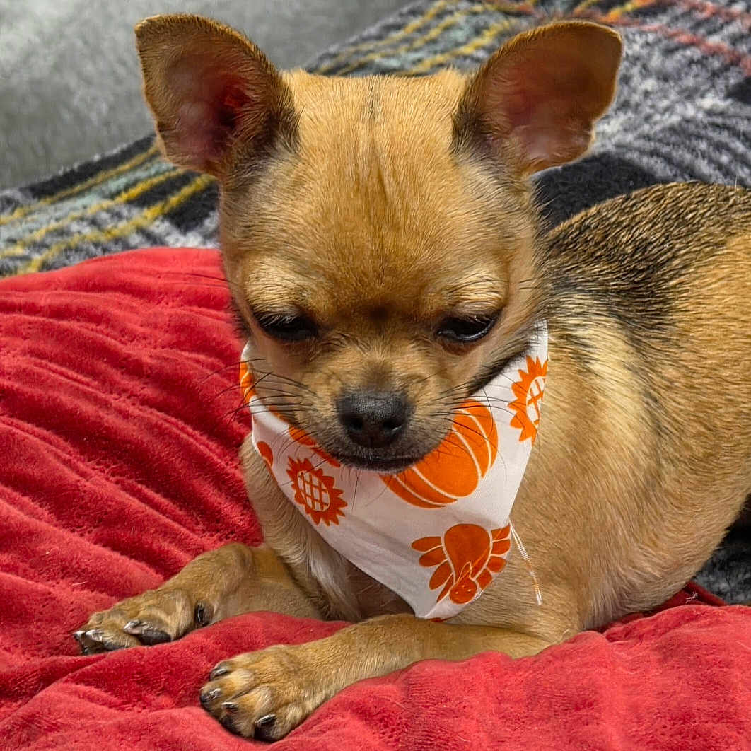 Little Bit is registered to the contest to win money with this photo: animal, bandana, canine, companion, cozy, cute, dog, domestic, ears, fur, indoor, orange_pattern, paw, pet, red_blanket, relaxed, resting, small_dog, snout, whiskers