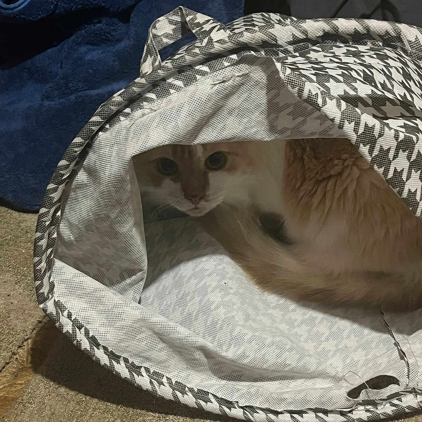 Peaches joined the competition — help win amazing prizes! animal, blue_blanket, carpet, cat, curious, cute, domestic, ears, fabric, feline, hidden, indoor, mesh_bag, pattern, peek, pet, playful, soft_texture, tail, whiskers