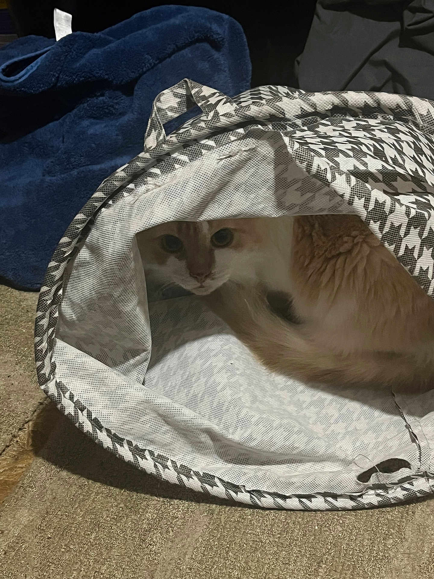 Peaches joined the competition — help win amazing prizes! cat, animal, pet, indoor, curious, mesh_bag, pattern, fabric, blue_blanket, carpet, feline, whiskers, ears, tail, domestic, cute, hidden, soft_texture, playful, peek
