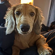 Remmie is registered to the contest to win money with this photo: animal, canine, close_up, companion, cozy, curious_expression, cute, dog, domestic, floppy_ears, fur, golden_brown, indoor, paw, pet, portrait, resting, snout, warm_light, whiskers