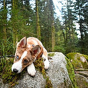 Abby a rejoint le concours — aidez-le/la à gagner de superbes lots ! animal, blue_eye, brown, canine, curious, daylight, dog, forest, greenery, leash, mixed_breed, moss, nature, outdoor, puppy, resting, rock, tree, white, wildlife