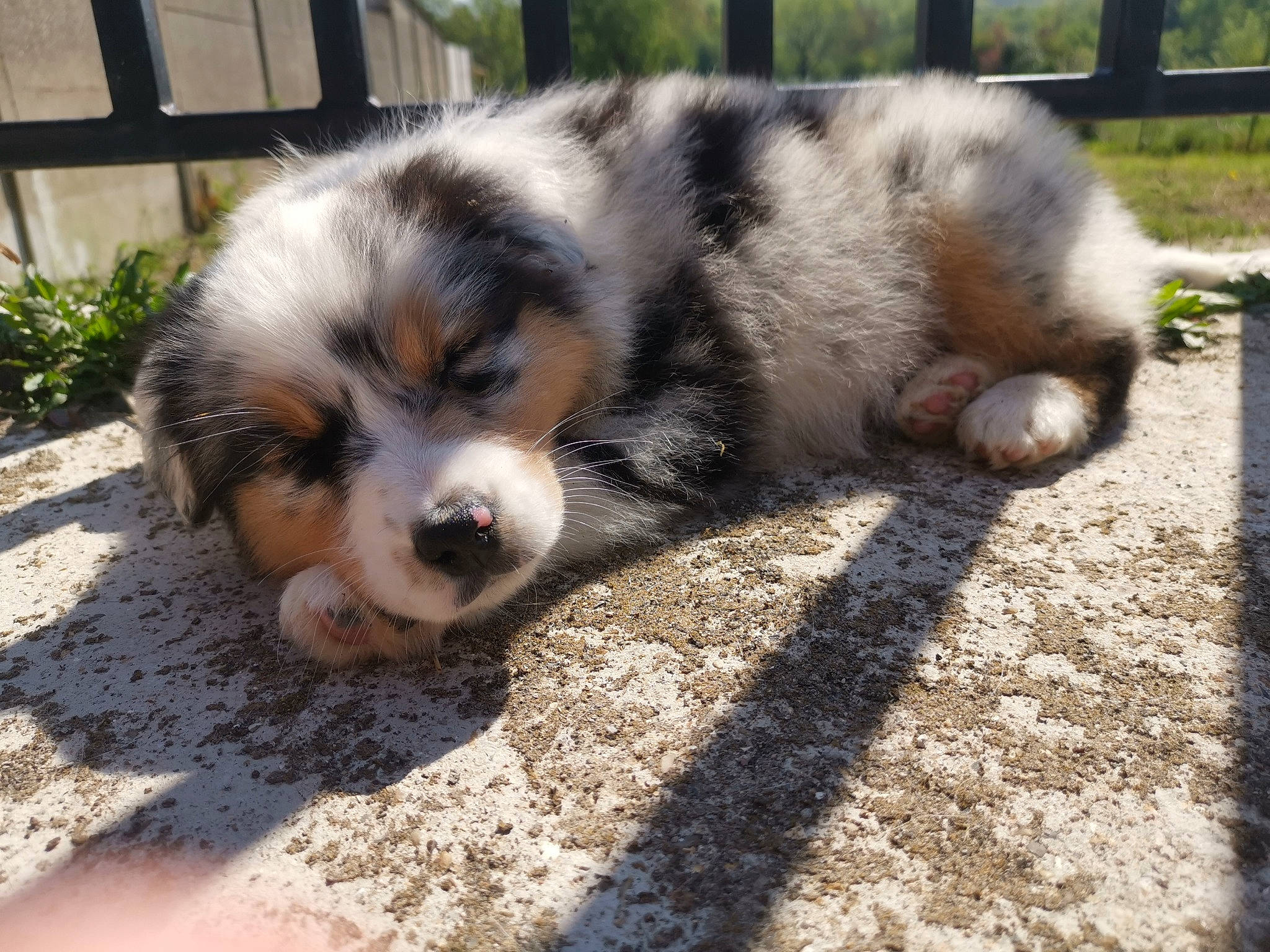 Nina participe au concours pour gagner de l'argent avec cette photo : australian_collie, australian_shepherd, canidae, carnivore, companion_dog, dog, dog_breed, herding_dog, mammal, miniature_australian_shepherd, puppy, vertebrate