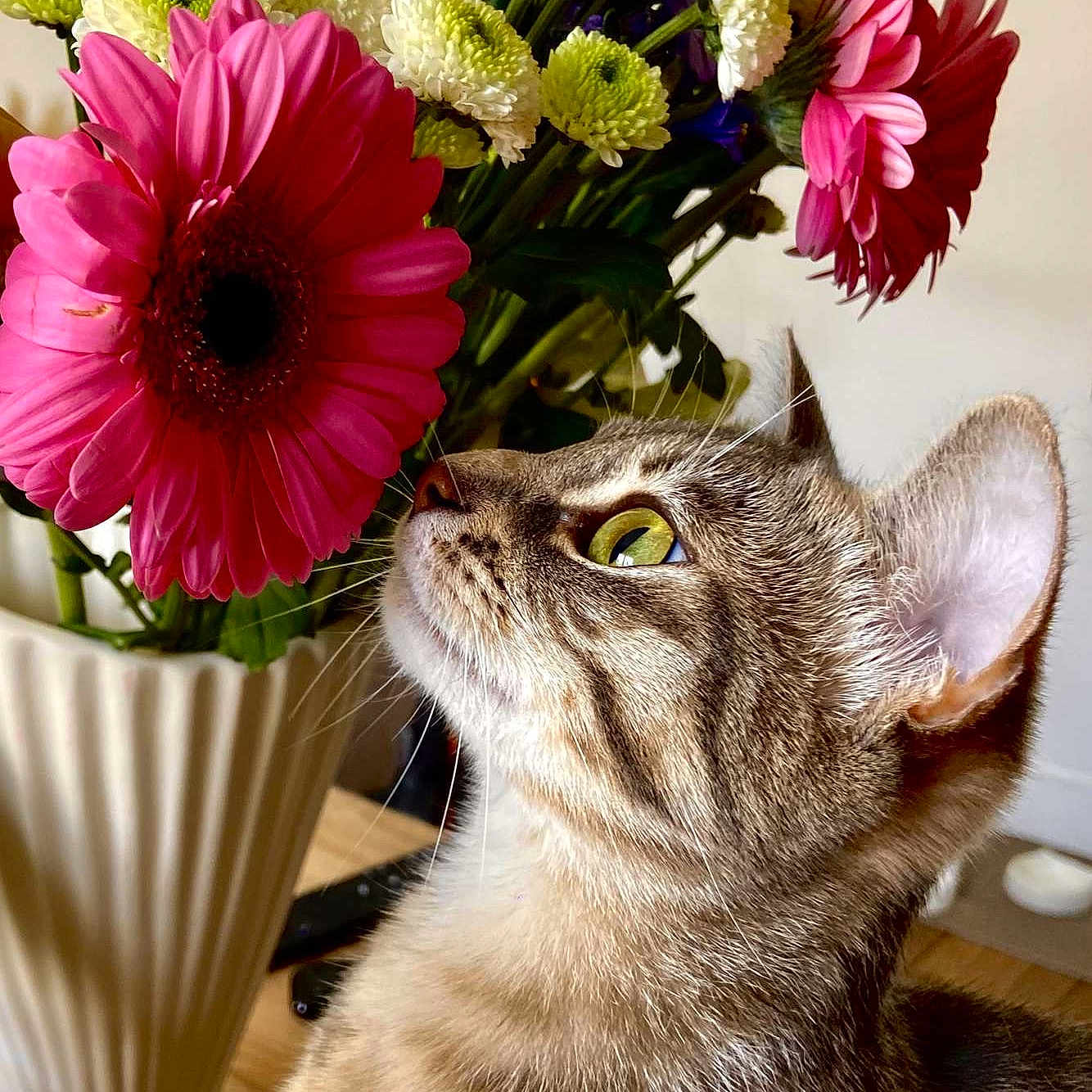 Mia a rejoint le concours — aidez-le/la à gagner de superbes lots ! bouquet, cat, close_up, curious, domestic_animal, ears, feline, flower, green_eyes, home, indoor, nature, pet, pink_flower, plant, still_life, tabby_cat, vase, whiskers, wooden_table