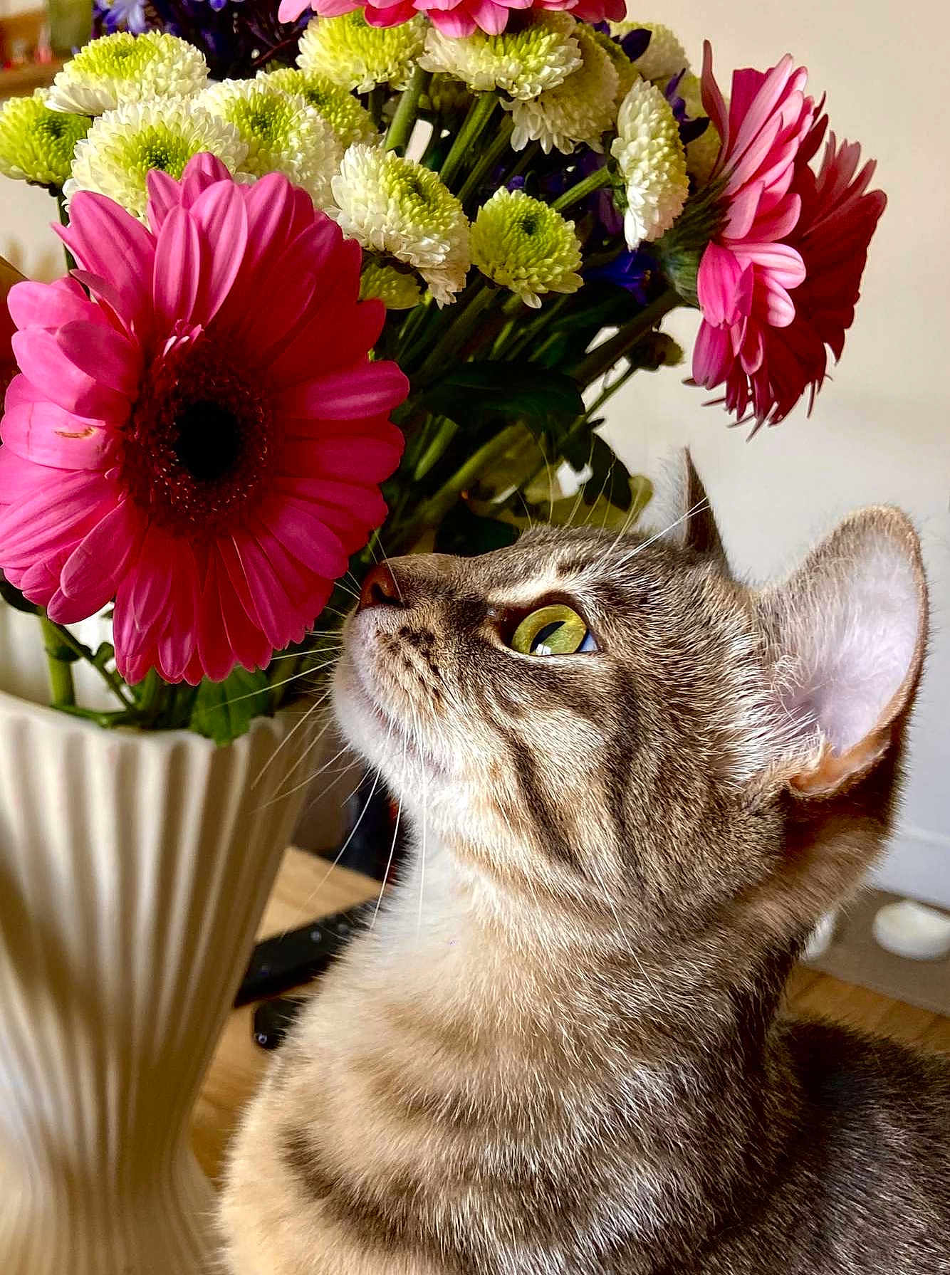 Mia a rejoint le concours — aidez-le/la à gagner de superbes lots ! cat, tabby_cat, flower, pink_flower, green_eyes, vase, bouquet, indoor, close_up, pet, curious, plant, wooden_table, nature, domestic_animal, feline, whiskers, ears, still_life, home