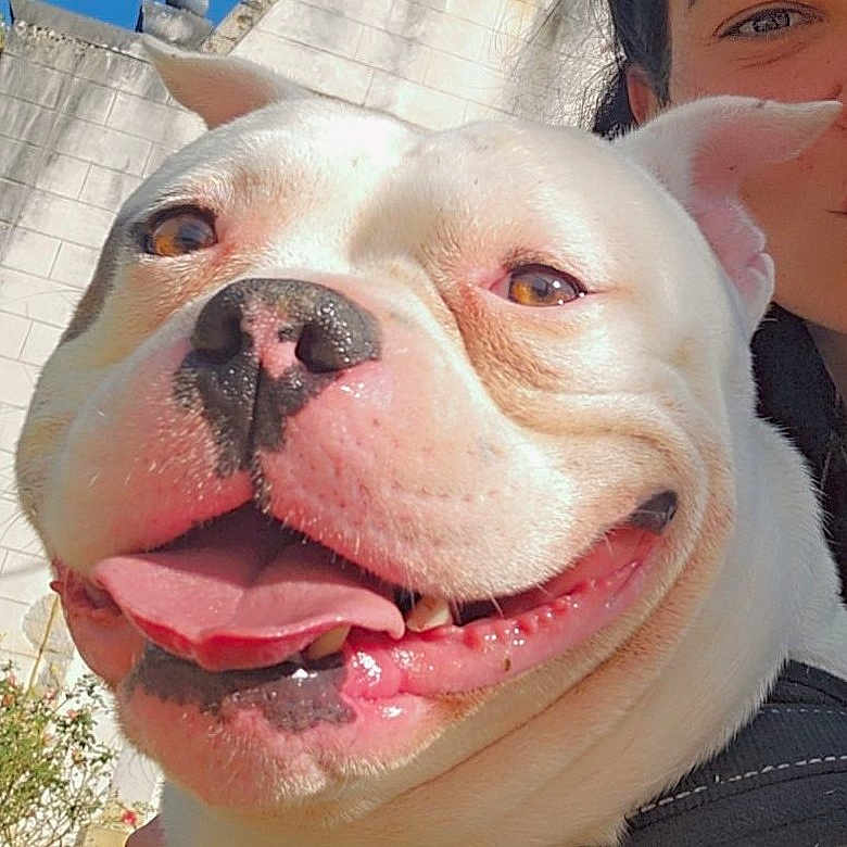 Arés participe au concours pour gagner de l'argent avec cette photo : animal, baby, bostonbull, boxer, bulldog, canine, dog, face, frenchbulldog, head, person, pet, pitbull, puppy