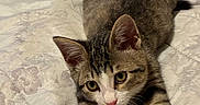 Sparkyy joined the competition — help win amazing prizes! animal, bed, bedspread, cat, close_up, ears, feline, floral, fur, green_eyes, home, indoor, kitten, paws, pet, portrait, relaxed, stretching, tabby, whiskers