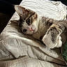 Sparkyy joined the competition — help win amazing prizes! animal, bed, blanket, blue_eyes, cat, close_up, cozy, cute, feline, fluffy, fur, indoors, kitten, lying_down, paw, pet, pink_nose, portrait, whiskers, white_and_gray