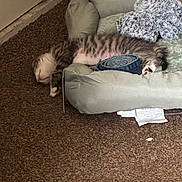 Sparkyy is registered to the contest to win money with this photo: animal, belly_up, blanket, carpet, cat, cozy, cushion, floor, funny, furry, home, indoors, nap, pet, pet_bed, relaxed, rolled_blanket, sleeping, striped, tabby_cat