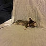 Sparkyy is registered to the contest to win money with this photo: bed, bedding, cat, couch, cozy, cute, ears, fur, home, indoors, kitten, nap, paws, pillow, relaxed, resting, sleeping, tabby, whiskers, white_blanket