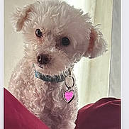 Cupcake is registered to the contest to win money with this photo: dog, white_dog, curly_fur, pet, indoor, red_blanket, collar, heart_tag, cute, small_dog, curious, fluffy, portrait, animal, domestic_animal, companion, cozy, soft_light, looking_at_camera, head_tilt