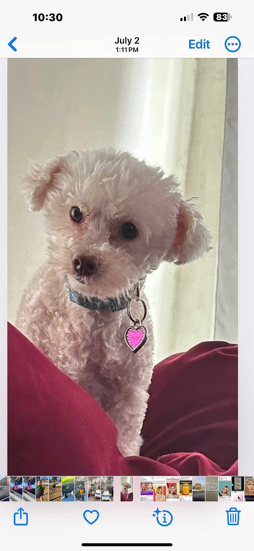 Cupcake is registered to the contest to win money with this photo: dog, white_dog, curly_fur, pet, indoor, red_blanket, collar, heart_tag, cute, small_dog, curious, fluffy, portrait, animal, domestic_animal, companion, cozy, soft_light, looking_at_camera, head_tilt