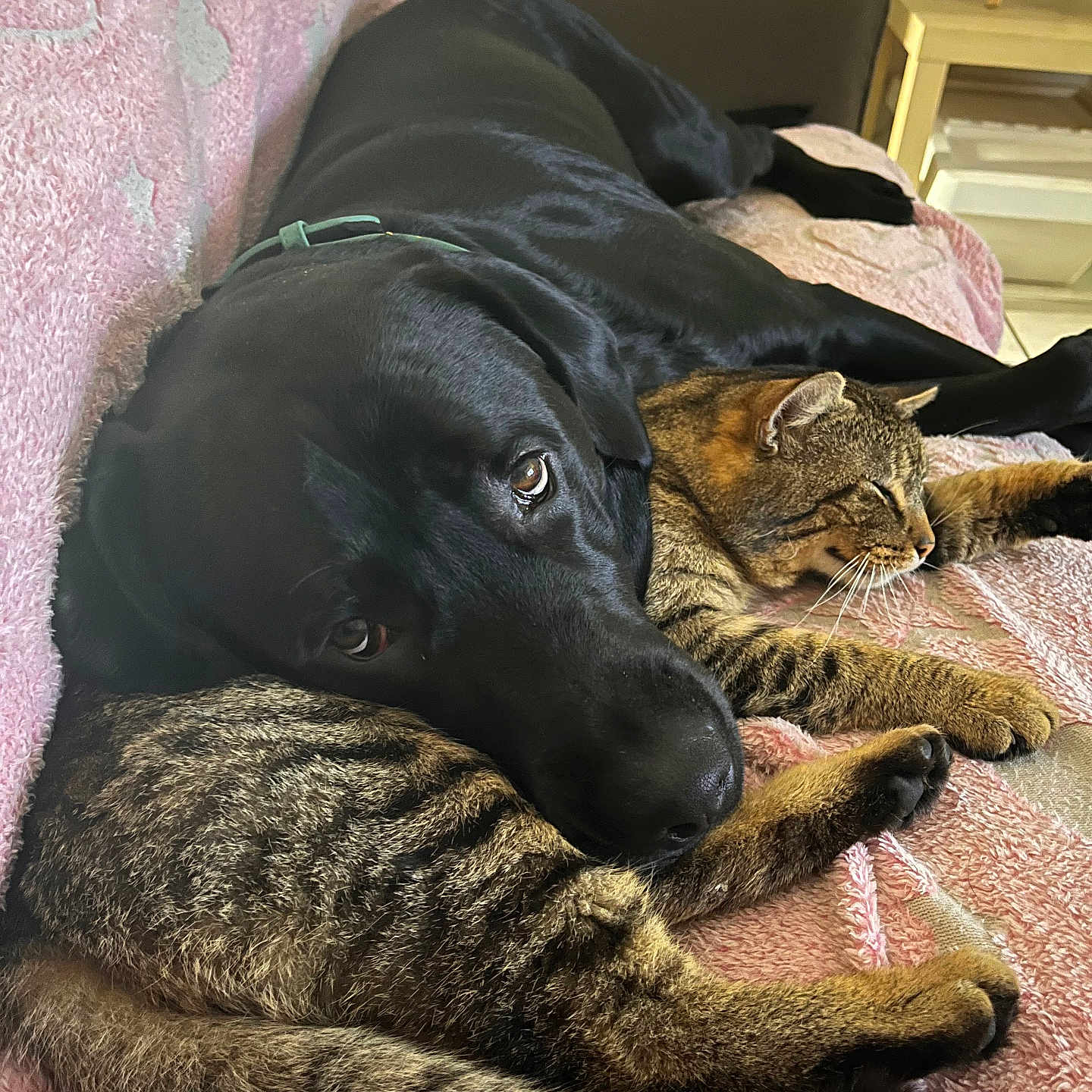 Léon a rejoint le concours — aidez-le/la à gagner de superbes lots ! animal, architecture, armchair, building, canine, cat, chair, clothing, couch, cushion, dog, furniture, glove, indoors, labradorretriever, livingroom, person, pet, room, sleeping