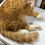 Thumper joined the competition — help win amazing prizes! animal, cat, closeup, crate, domestic_cat, feline, fluffy_fur, fur, indoor, looking_at_camera, mammal, orange_cat, pet, relaxed, resting, sign, table_surface, tail, whiskers, white_paws