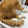 animal, cat, closeup, crate, domestic_cat, feline, fluffy_fur, fur, indoor, looking_at_camera, mammal, orange_cat, pet, relaxed, resting, sign, table_surface, tail, whiskers, white_paws