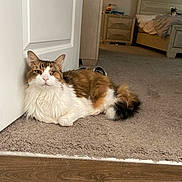 Jax is registered to the contest to win money with this photo: animal, bed, bedroom, blanket, books, calm, carpet, cat, cozy, door, fluffy_cat, furniture, indoor, nightstand, one-eyed_cat, pet, relaxed, resting, two_cats, wood_floor