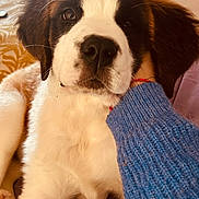 Gaïa participe au concours pour gagner de l'argent avec cette photo : puppy, dog, saint_bernard, close_up, pet, fur, indoors, cozy, hand, knitted_sweater, resting, cute, young_dog, brown_and_white, face, whiskers, soft_light, blanket, comfort, animal