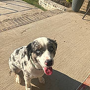 Knox is registered to the contest to win money with this photo: dog, blue_eyes, speckled_coat, tongue_out, sitting, patio, concrete, sunlight, shadow, garden_bed, greenery, brick_border, outdoor, pet, happy, collar, canine, animal, daylight, nature