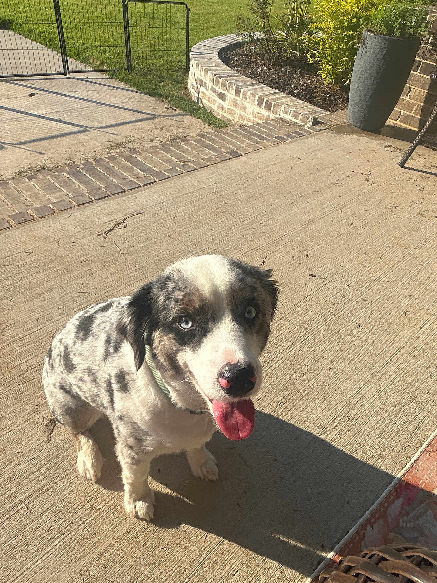 Knox